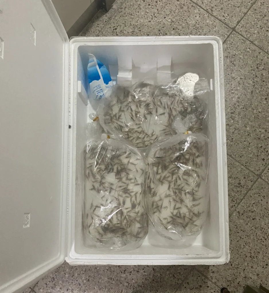 겨울철 열대어 택배 포장 방법 - 핫팩과 생물봉투를 활용한 안전한 배송